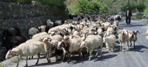 Himali Goat