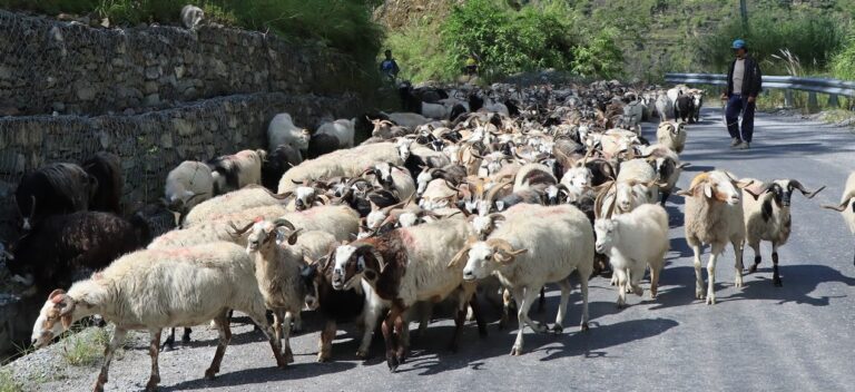 Himali Goat