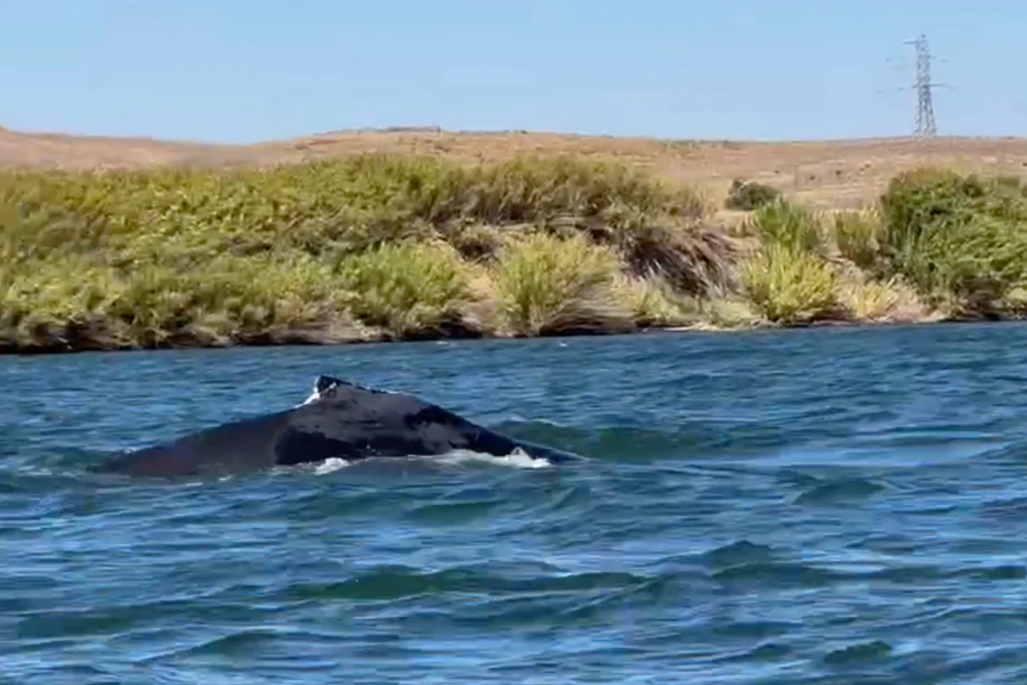 Humpback Whale