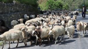 Himali Goat