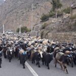 Himali Goat