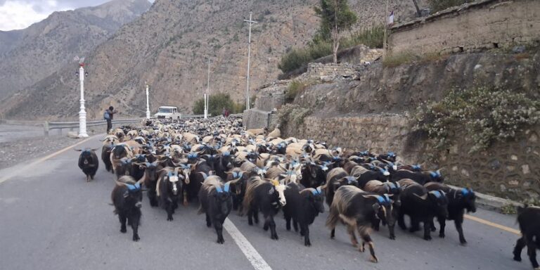 Himali Goat