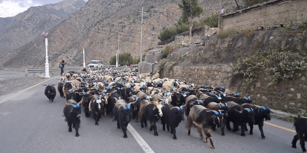 Himali Goat